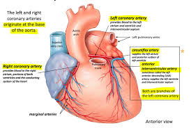 Major Blood Vessels And Patterns Of Blood Flow Diagram Quizlet