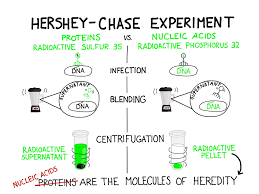 Decoding protein synthesis & decoding mutations activities. The Hershey Chase Experiment Aka The Blender Experiment Conclusively Proved Biology Worksheet Kindergarten Worksheets Sight Words Scientific Method Lesson