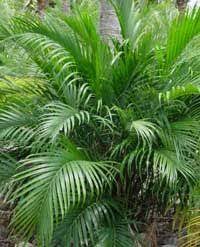 Cat Palm Tree Palm Tree Care Palm Tree Pictures Florida Trees