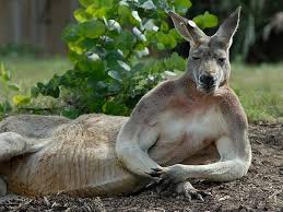 Is This The World S Louchest Kangaroo Cute Animals Animals Kangaroo