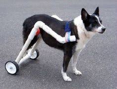 Best diy doggie wheelchair from 16 best images about wheelchair on pinterest. 22 Best Diy Dog Wheelchair Ideas Dog Wheelchair Diy Dog Wheelchair Wheelchair