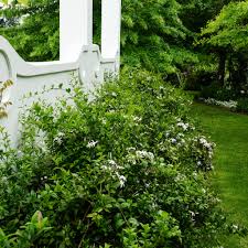 Image result for Jasminum multipartitum