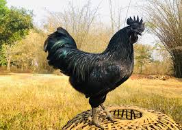 And their feathers will look ruffled. Black Chicken Eggs