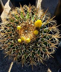 Often they will grow where no other plant will. Can T Wait For This To Bloom Part Of Our Cactus Section Cactus And Succulents Cactus Succulents