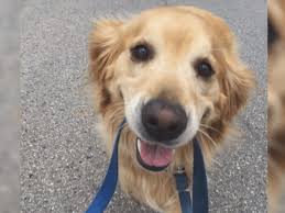You'll find below all the articles written in the puppy category of this site. Woman S Writes Loving Obituary For Her Golden Retriever Goes Viral Wway Tv