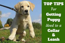 The most important training technique is using a short leash while teaching the puppy to walk at. How To Get Your Puppy Used To A Collar And Leash