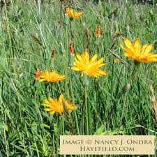 Image result for Cyphia brachyandra