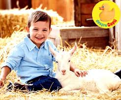 El este mai usor de digerat de organism decat laptele de vaca. Laptele De Capra Este Bun Pentru Tuse Despre ViaÈ›a Din Romania