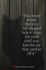 In memory of buddy (final goodbyes at the end). I Miss My Cat Like Crazy After He Died But Kept My Grief Secret I Miss My Cat Miss My Cat Pet Grief