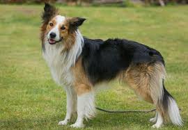 Black And White Collie Dog Black Saddle Border Collie Tricolor Saddleback Dog Border Collie Collie Dogs