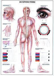 acupuncture wall chart a0 size