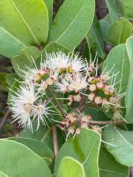 Image result for Syzygium cordatum