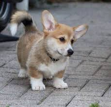 Long Tailed Corgi Corgi Dog Corgi Pets