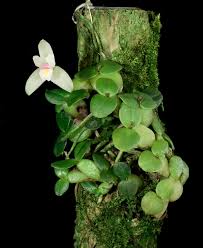 Image result for Polystachya campyloglossa