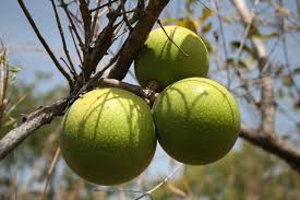 Kundaistreet Zimbabwean Tropical Fruit Trees