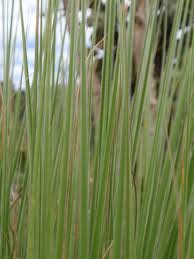 Image result for Trachypogon chevalieri