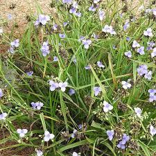 It can reach up to. Florida Native Plant Society Fnps