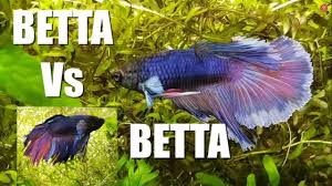 That may cause issues in a community tank. 2 Male Bettas In The Same Tank Watch This Part 1 Youtube