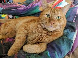 5 Facts About Tabby Cats 5 Facts About Tabby Cats