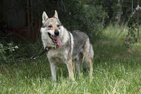 Wolf Dog Full Profile History And Care