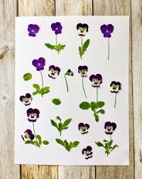 This is an accessible template. How To Make Pressed Flower Cards Wooden Deckle