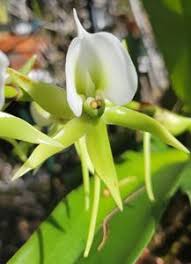 Image result for Angraecum sacciferum