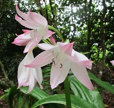 Image result for Crinum moorei