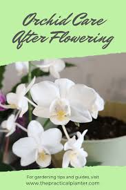 How To Properly Care For An Orchid After Flowering The Practical Planter Orchid Plant Care Orchid Care After Flowering Orchid Care