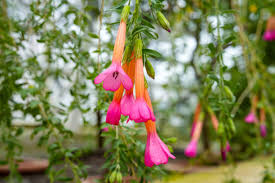 Image result for Cantua