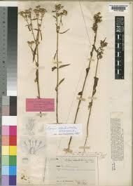 Image result for Exacum oldenlandioides