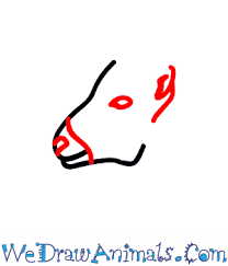 Draw the body in 9 easy steps step 2: How To Draw A Bighorn Sheep