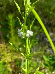 Image result for Scoparia dulcis