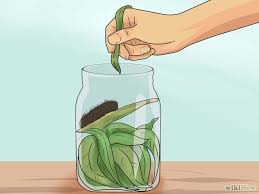 Black And Red Striped Fuzzy Caterpillar How To Care For A Giant Leopard Moth Caterpillar 6 Steps Giant Leopard Moth Leopard Moth Moth Caterpillar