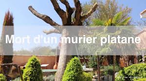 Mort D Un Murier Platane Youtube
