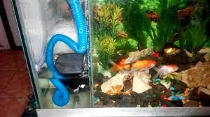 Kemudian tambahkan carbon active yang berfungsi untuk menyerap zat yang dapat merusak atau berbahaya dalam kandungan air pertama kali. Cara Membuat Filter Aquarium Samping Yang Paling Bagus Bikin Jernih