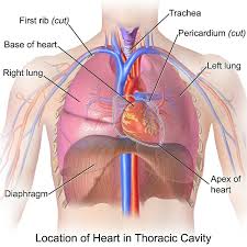 All these organs and muscles function together to ensure proper body function. Thoracic Cavity Definition Organs Of Chest Cavity Biology Dictionary