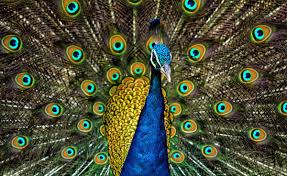 Affordable and search from millions of royalty free images, photos and vectors. Peafowl Wikipedia