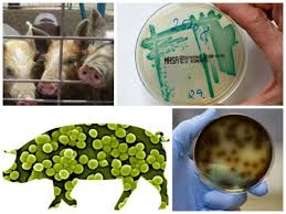 Den smitter fra dyr til mennesker, og derfor er der stor risiko for at få bakterien, hvis man er i normalt er stafylokokker en naturlig del af bakteriefloraen hos cirka halvdelen af alle mennesker, og man hvordan får man mrsa? Sadan Undgar Du At Blive Smittet Med Mrsa Bakterien Madforlivet Com