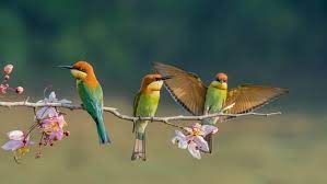 All the pretty birds is a community for a multiethnic and multicultural audience. 50 Bird Quotes If You Want To Spread Your Wings And Fly 2021