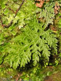 Image result for Vandenboschia