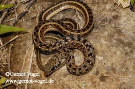 Image result for Amphiasma