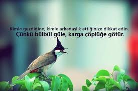 Bulbul Ile Ilgili Sozler Guzel Sozler Guzel Soz Kus Karga