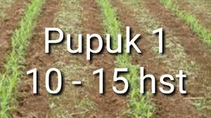 Jagung, pemupukan nitrogen, bahan organik, efisiensi penggunaan n abstract one effort to increase maize productivity is applying. Rahasia Tani Pemupukan Jagung Cara Sendiri Mudah Di Tahun 2020 Nan Indah Jazz Indonesia
