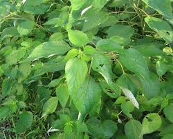 Image result for Urticaceae