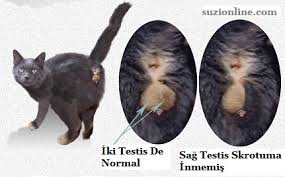 kahraman mamut baski erkek yavru kedi nasil anlasilir campespa org