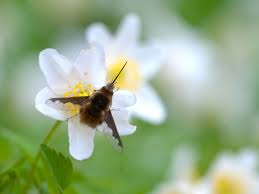 Bees are most commonly seen when they are foraging, which is the process of finding food and water. Bee Mimics Insects That Look Like Bees But Are Not Friends Of The Earth