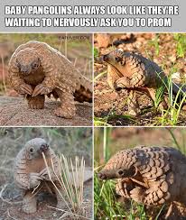 Baby Pangolins Cute Cat Gif Cute Animals Animal Memes