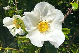 Image result for Rosa laevigata