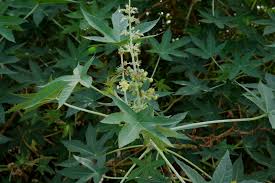 Image result for Ricinus communis