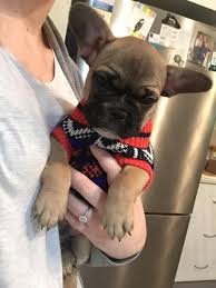 Below is a sample search of our french bulldog breeders with puppies for sale. French Bulldog Breeders Near Me